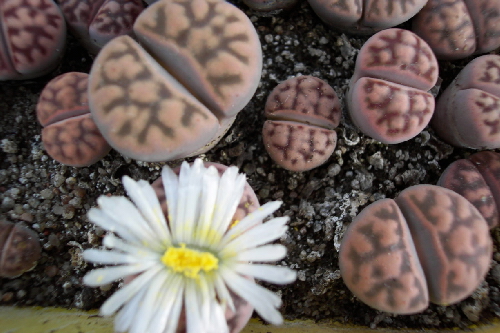 lithops personi
